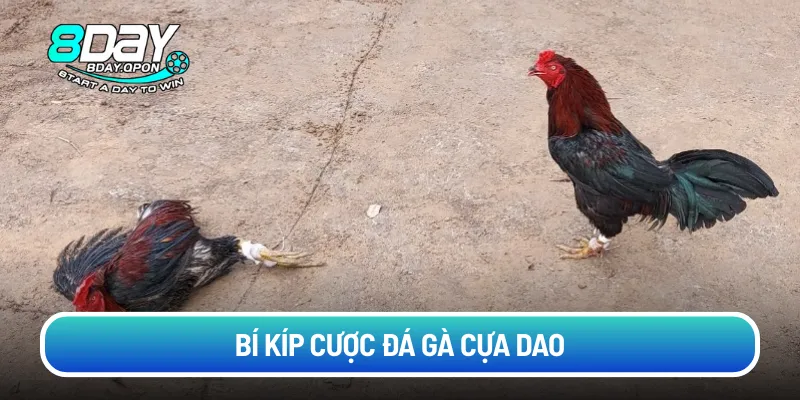 Bí kíp cược đá gà cựa dao