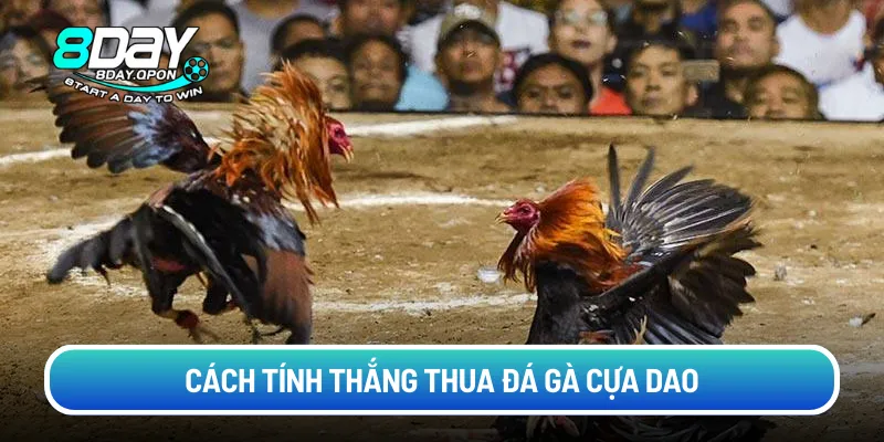 Cách tính thắng thua đá gà cựa dao