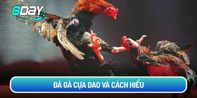 Đá gà cựa dao và cách hiểu