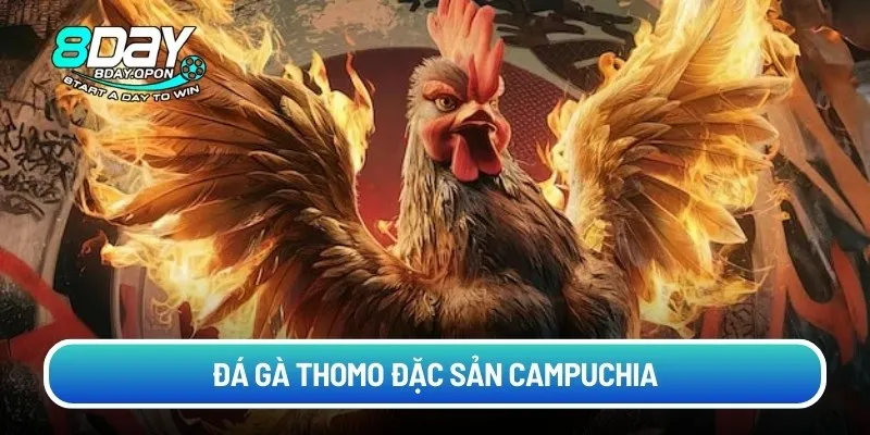 Đá gà Thomo đặc sản Campuchia