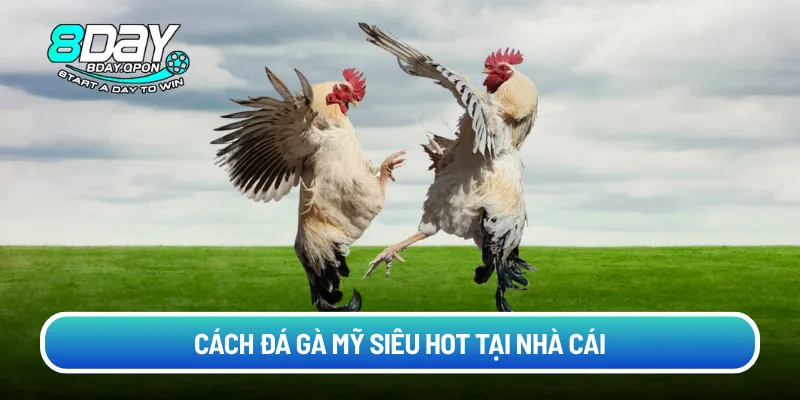 Cách đá gà Mỹ siêu hot tại nhà cái