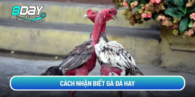 cach-nhan-biet-ga-da-hay