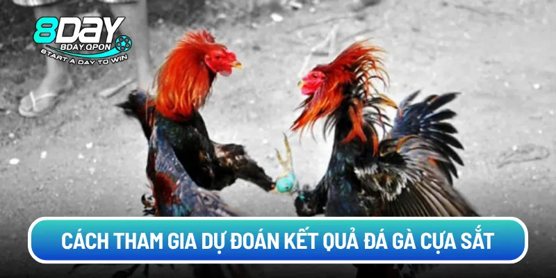 Cách tham gia dự đoán kết quả đá gà cựa sắt