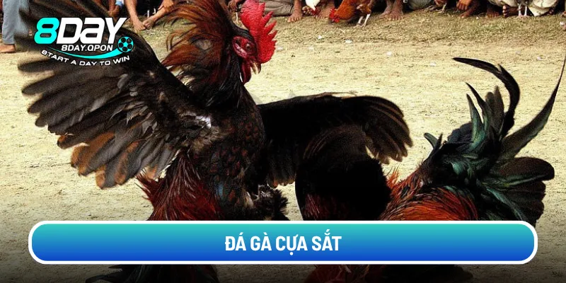 da-ga-cua-sat (3)