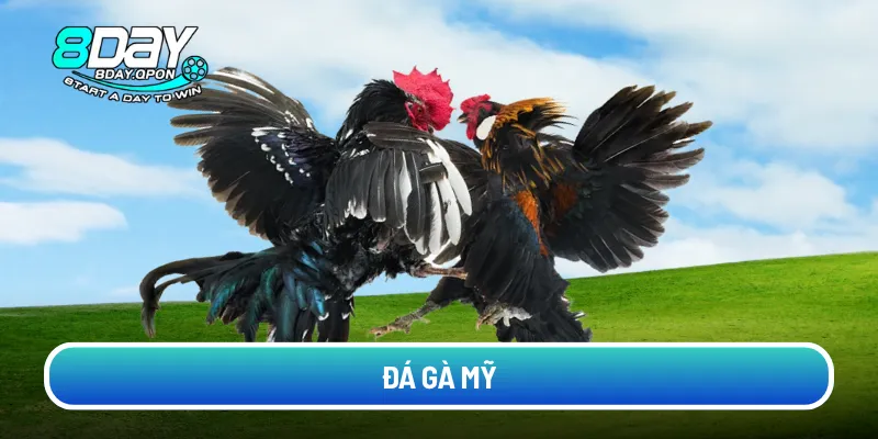 da-ga-my (2)