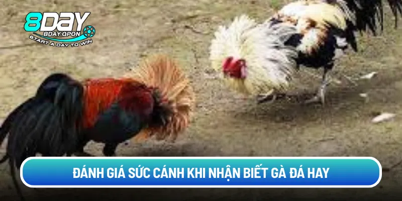 Đánh giá sức cánh khi nhận biết gà đá hay