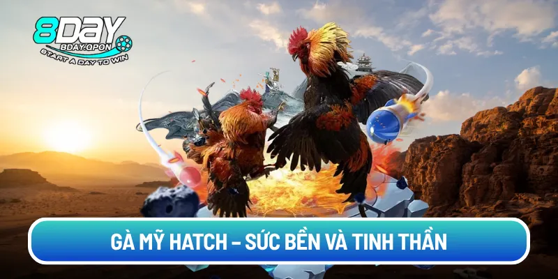 Gà Mỹ Hatch – Sức bền và tinh thần