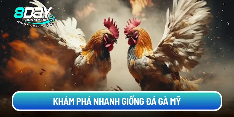 Khám phá nhanh giống đá gà Mỹ