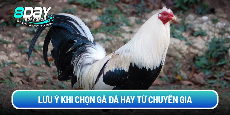 aLưu ý khi chọn gà đá hay từ chuyên gia