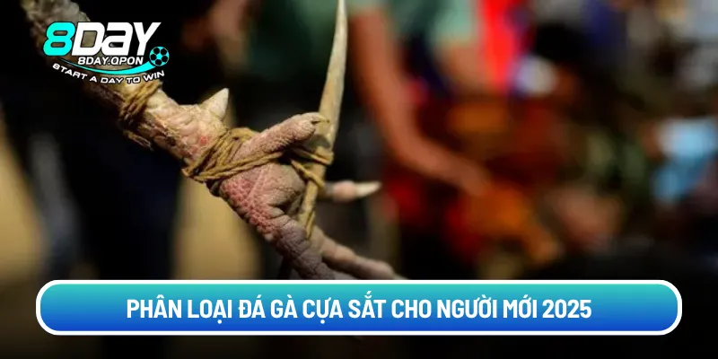 Phân loại đá gà cựa sắt cho người mới 2025