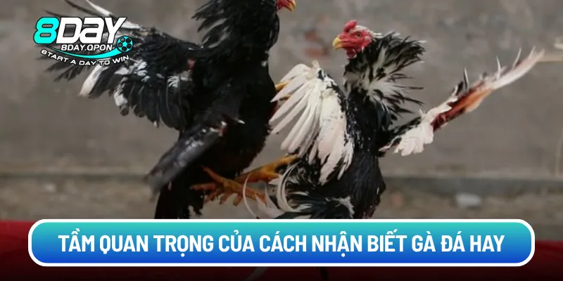 Tầm quan trọng của cách nhận biết gà đá hay
