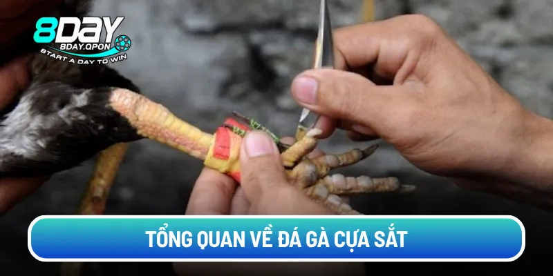 Tổng quan về đá gà cựa sắt