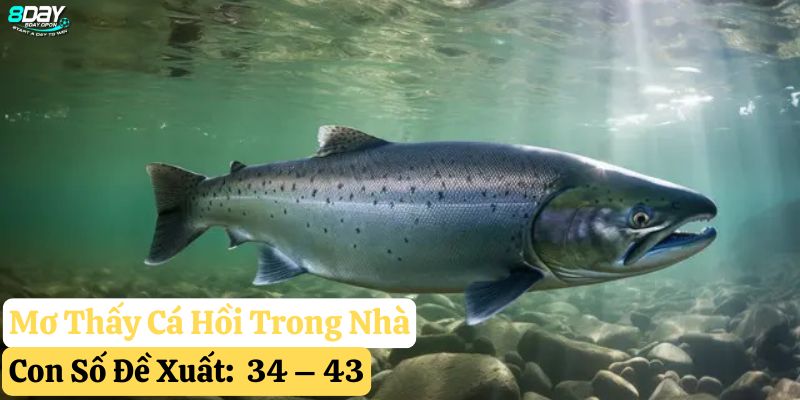 nằm mơ thấy cá hồi