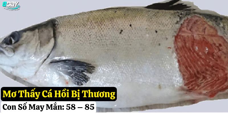 mơ thấy cá hồi