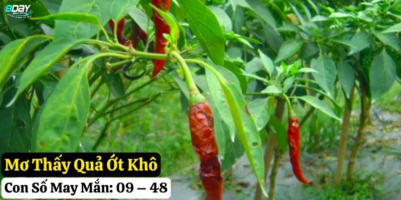 mơ thấy quả ớt