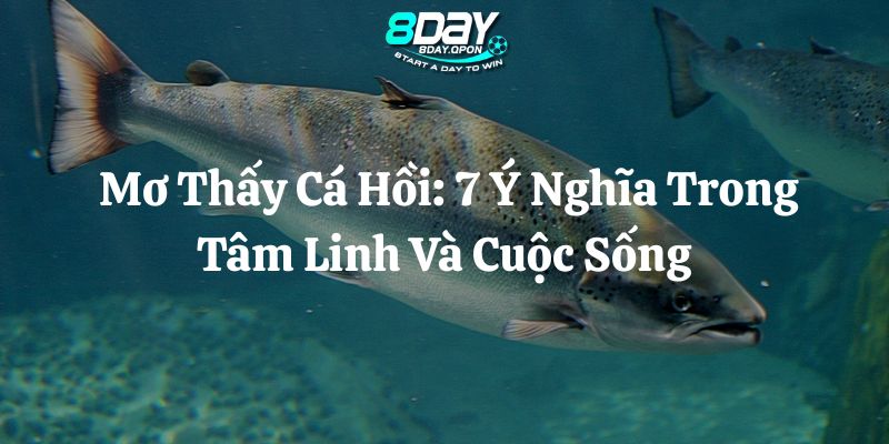 mơ thấy cá hồi 8day thumb