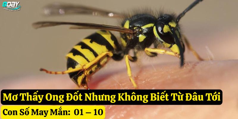 mơ thấy ong đốt