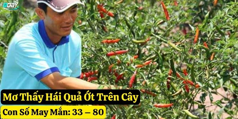 mơ thấy quả ớt 8day