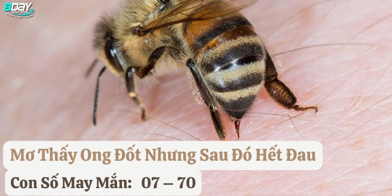 mơ thấy ong đốt 8day