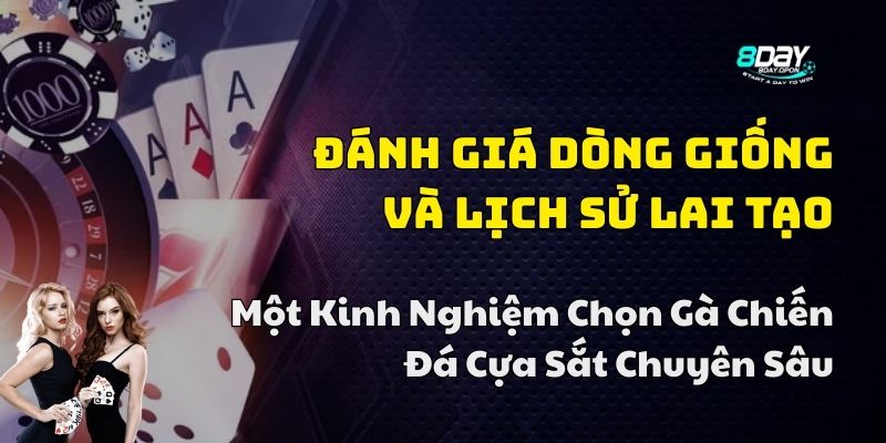 kinh nghiệm chọn gà chiến đá cựa sắt