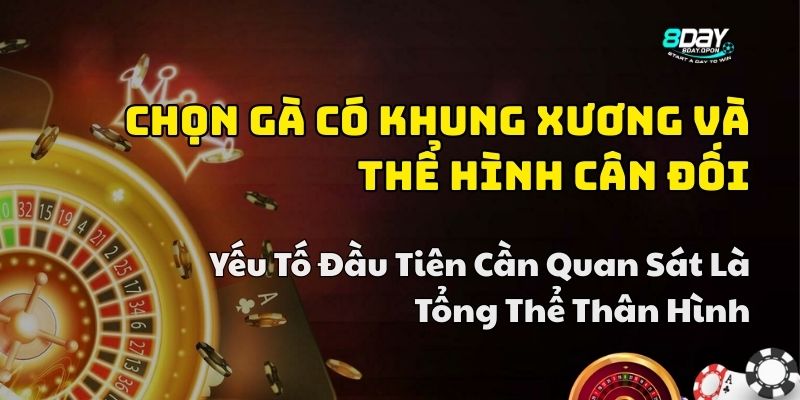 kinh nghiệm chọn gà chiến đá cựa sắt 8day